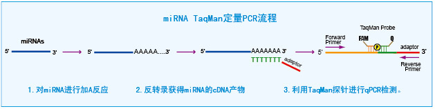 microRNA(miRNA)检测方案(探针法)示意图